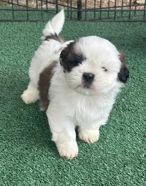 Puppy #8