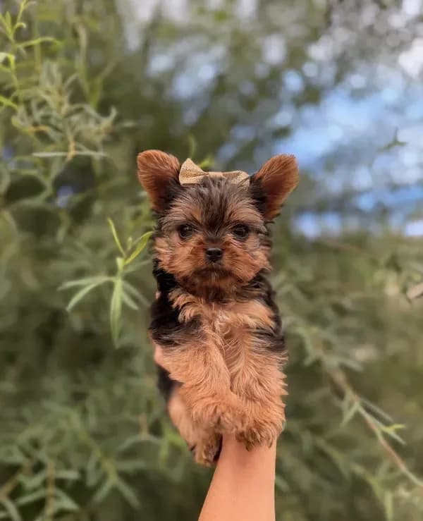 TOY Daisy