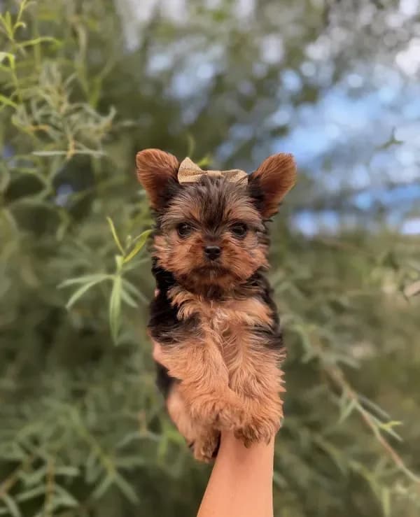 TOY Daisy