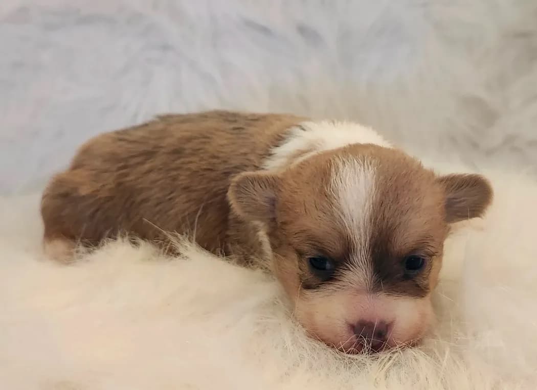 Lilo akc