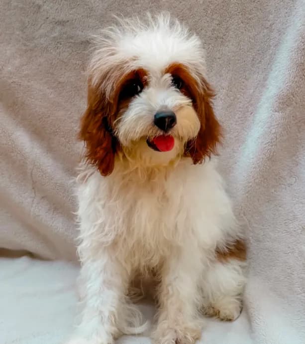 Milo