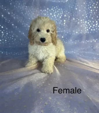 Female Bichon poo 2356