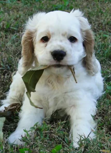 AKC Lacey