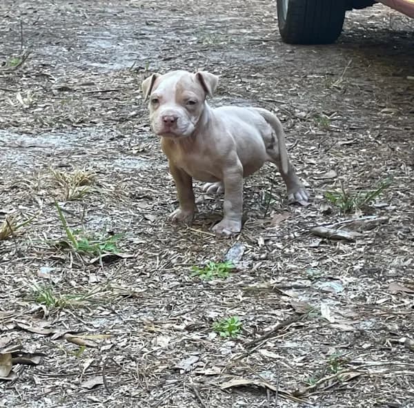 Tank