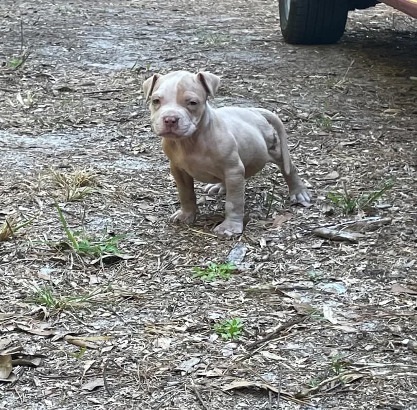 Tank