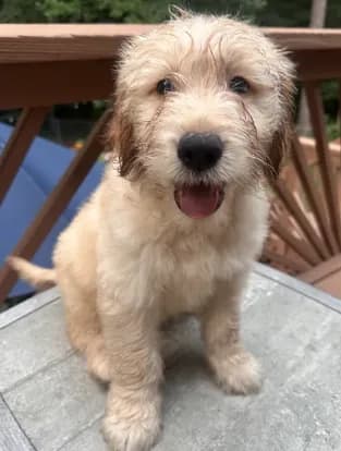 George