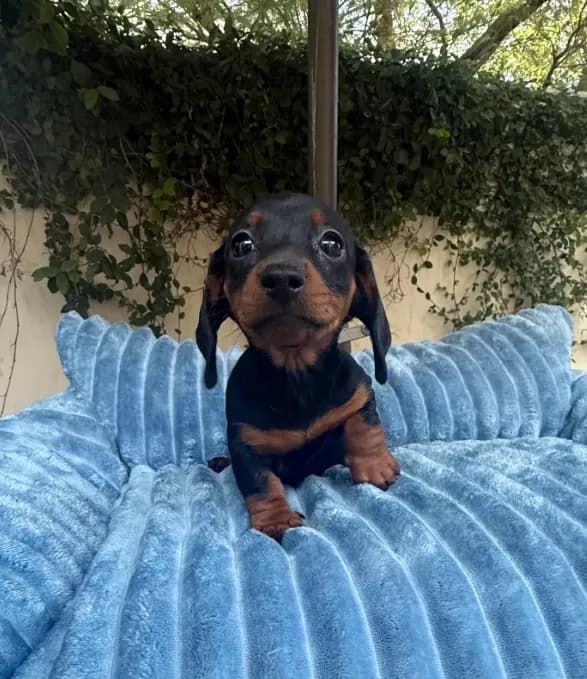 Dolly AKC