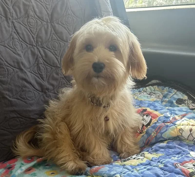 Cooper