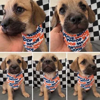 KNOWS TRICKS, POTTY TRAINED & FULLY VACCINATED!