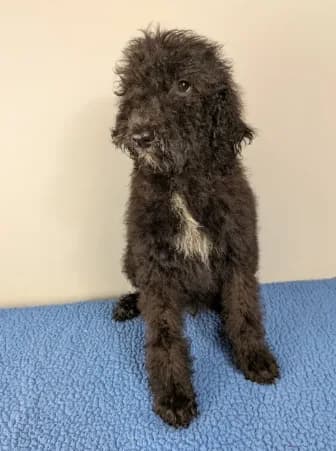 Cedar F1bb Goldendoodle