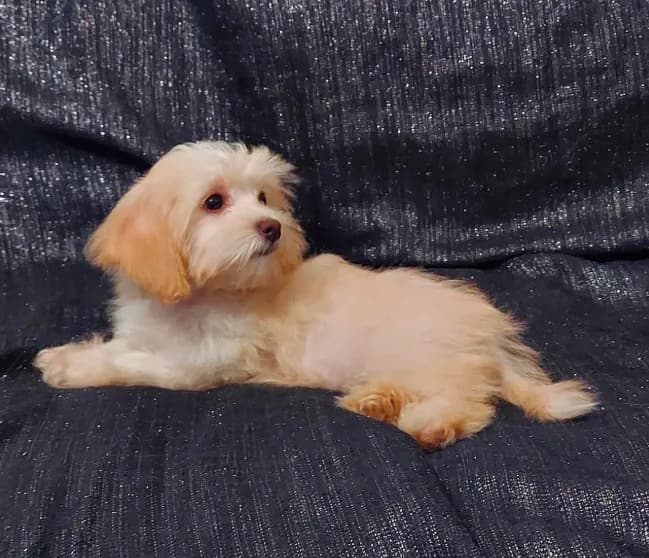 Holly- in home raised, non-shedding