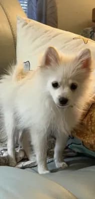 Little Tex