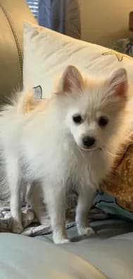 Little Tex