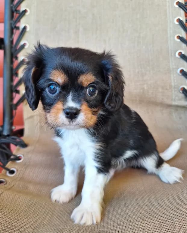Winston