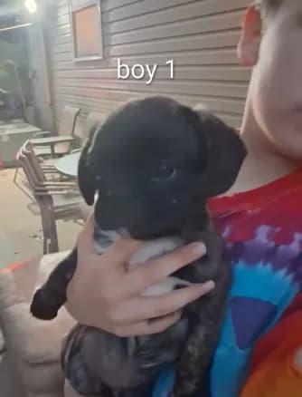 boy 1