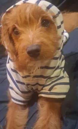Gram TOY SIZE CAVAPOO0