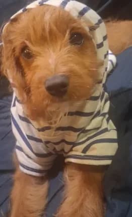 Gram TOY SIZE CAVAPOO0