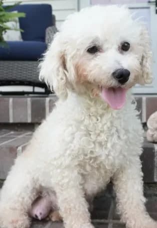 Rhett-retiring 12 lbs