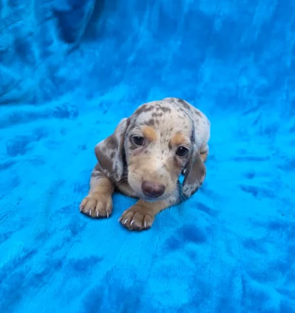 Truffle