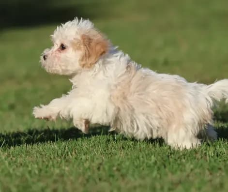 Casper