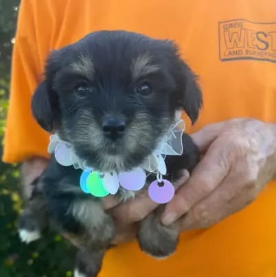DARLING DOLL YORKIPOO