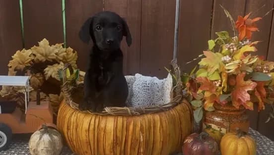 Millie