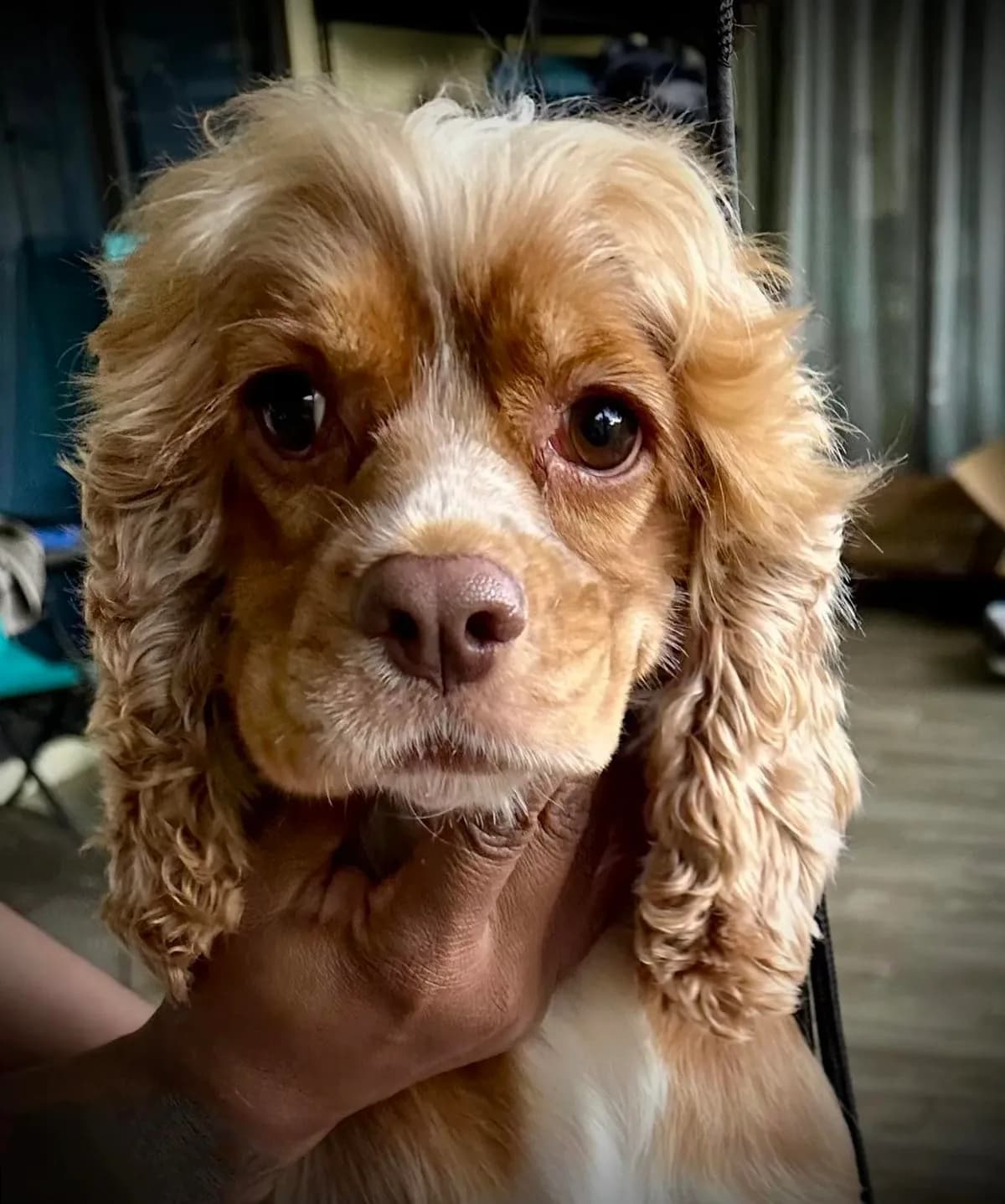 Peaches “Harley Quinn”