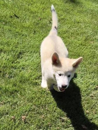 Puppy8