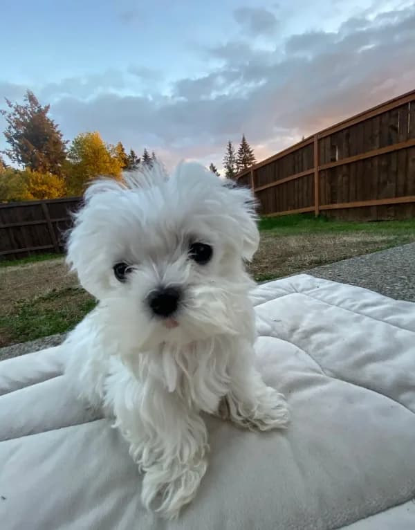 puppy maltese