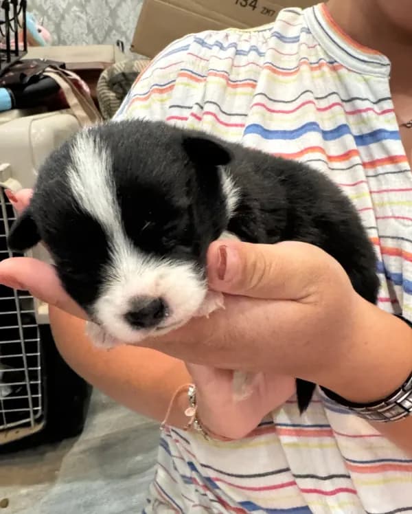 Timothy brindle corgi boy