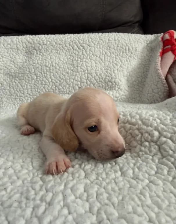 Casper