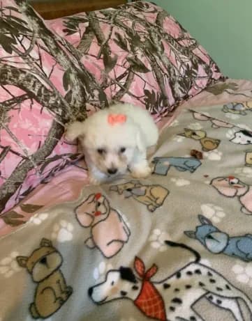 Lulu