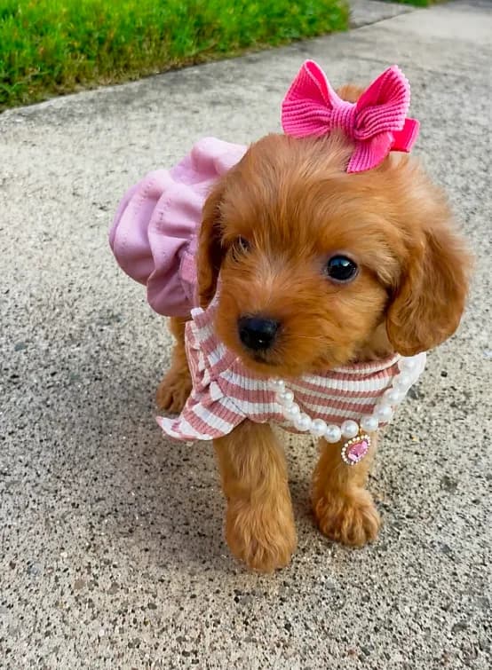 Lola