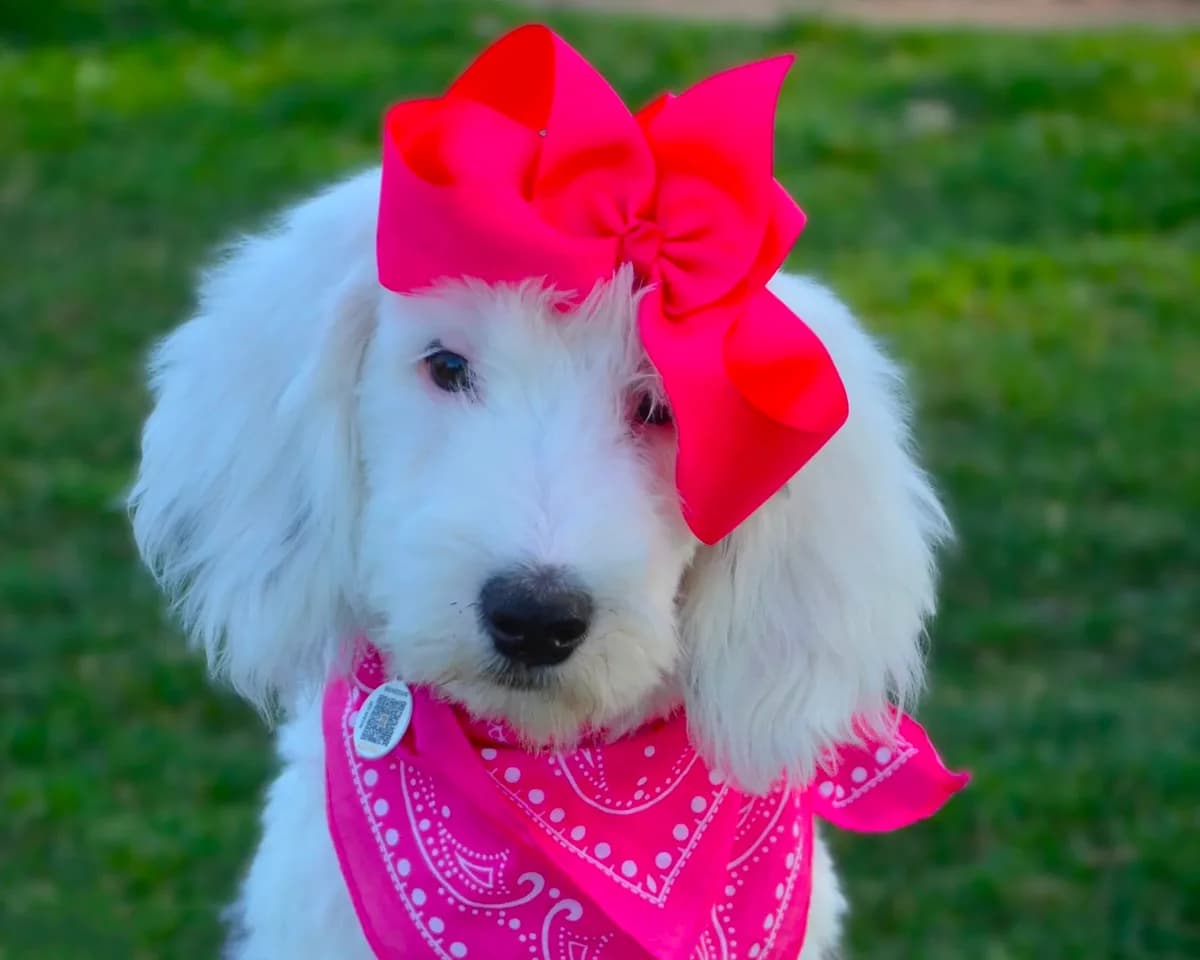 Lulu Mini Sheepadoodle
