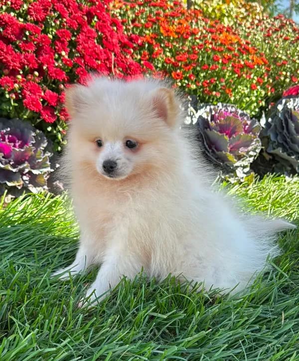 Teddy