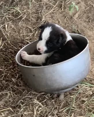 Puppy 1
