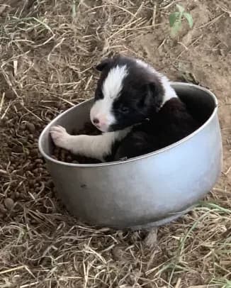 Puppy 1