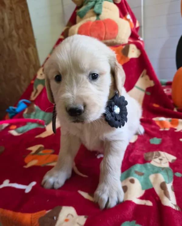 Blk golden retriever