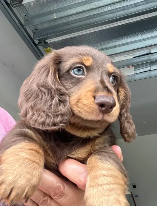 Remy