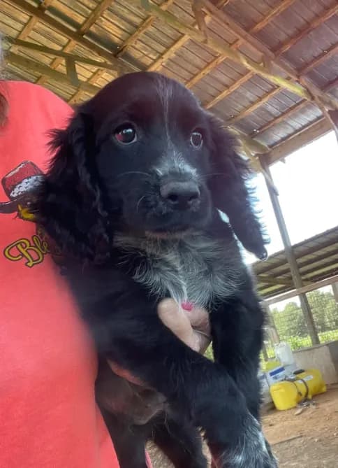 Black Male