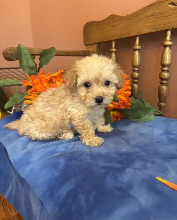 Rosie