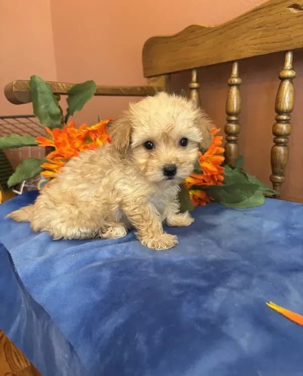 Rosie