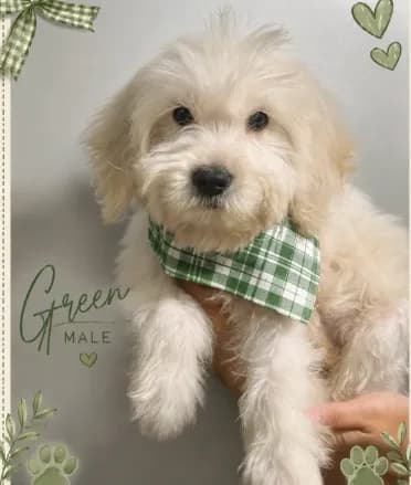 Green Male