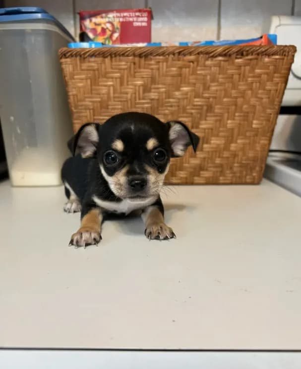 Puppy #3