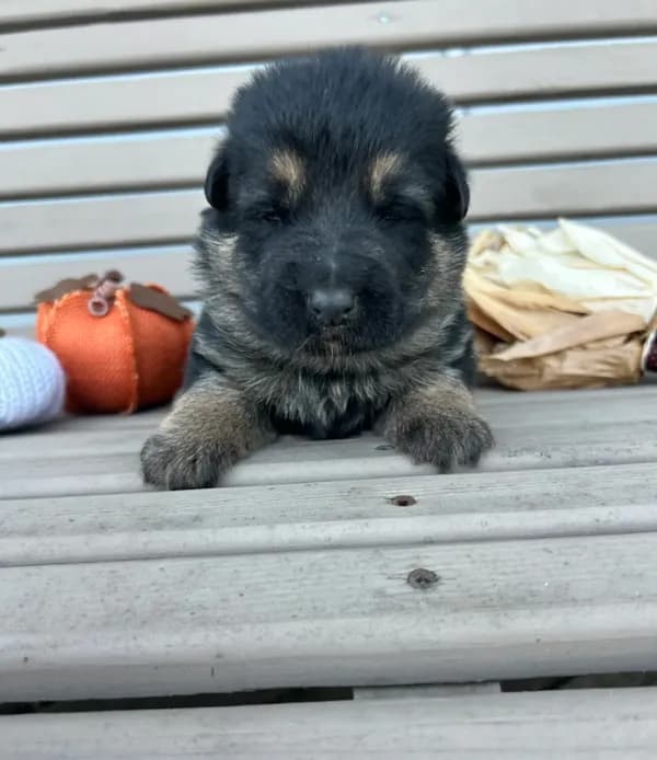 AKC Male - Gray Collar
