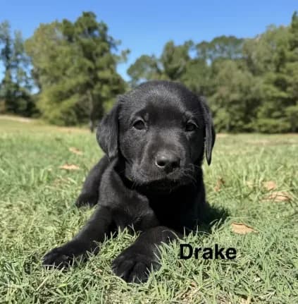 Drake