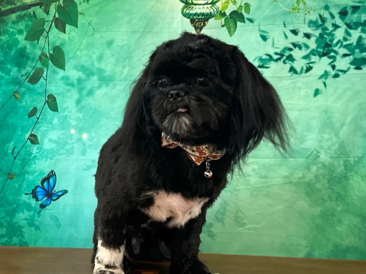 Gizmo