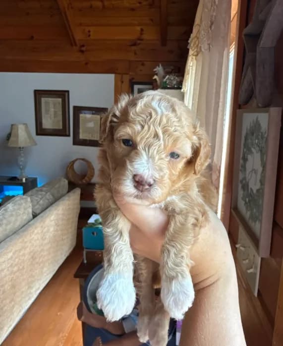 Mini poodle