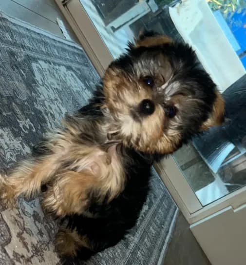 Ella