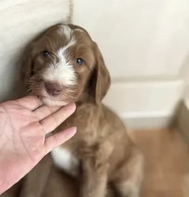 Toby